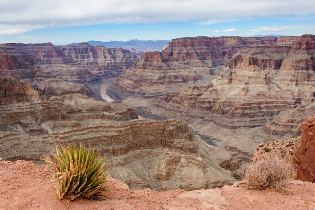 Grand Canyon with stratified rock layers with a desert plant in the foreground